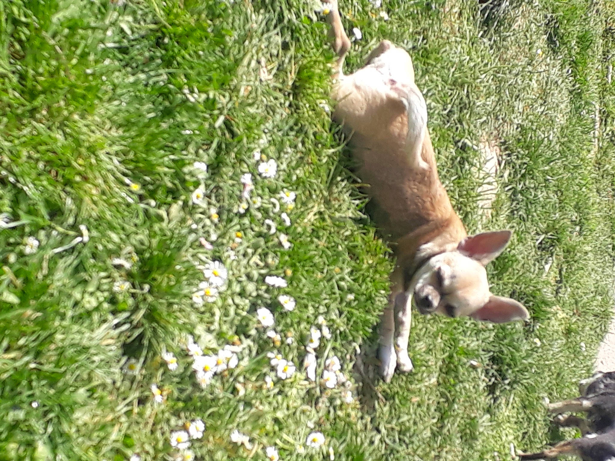 Cookies a rejoint le concours — aidez-le/la à gagner de superbes lots ! canidae, carnivore, companion_dog, dog, dog_breed, fawn, flower, flowering_plant, grass, groundcover, pasture, people_in_nature, plant, shrub, sporting_group, tail, terrestrial_animal, tree, wildlife, working_animal