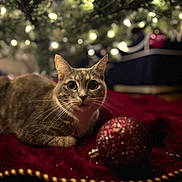 Evie joined the competition — help win amazing prizes! cat, animal, pet, christmas, ornament, holiday, lights, bokeh, decorations, red_cloth, festive, cozy, indoor, cute, feline, whiskers, curious, soft_lighting, closeup, holiday_decor