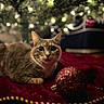 cat, animal, pet, christmas, ornament, holiday, lights, bokeh, decorations, red_cloth, festive, cozy, indoor, cute, feline, whiskers, curious, soft_lighting, closeup, holiday_decor