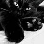 Cacahuète participe au concours pour gagner de l'argent avec cette photo : animal, black_and_white, black_cat, cat, close_up, cute, domestic_animal, eyes, feline, fur, indoor, mammal, paw, pet, portrait, relaxing, resting, sleepy, whisker, whiskers