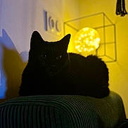 Cacahuète a rejoint le concours — aidez-le/la à gagner de superbes lots ! animal, black_cat, cat, couch, cozy, dark, ears, eyes, furniture, home, indoor, lamp, pet, quiet, relaxing, resting, shadow, silhouette, texture, yellow_light