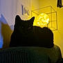 animal, black_cat, cat, couch, cozy, dark, ears, eyes, furniture, home, indoor, lamp, pet, quiet, relaxing, resting, shadow, silhouette, texture, yellow_light