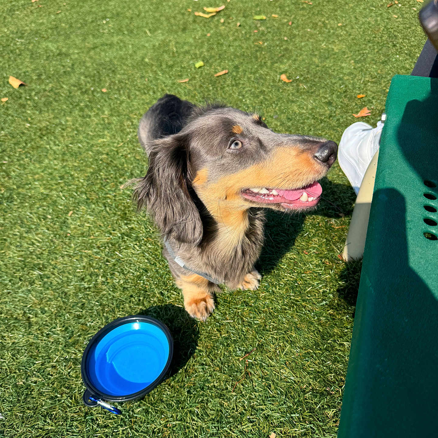 Milo joined the competition — help win amazing prizes! animal, bucket, canine, dog, field, frisbee, grass, grassland, hound, lawn, nature, outdoors, park, pet, plant, playarea, puppy, sphere, toy, yard