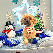 Simba is registered to the contest to win money with this photo: dog, bandana, dog_bed, snowman, christmas_tree, tinsel, holiday_decoration, star_light, plush, festive, indoor, pet, cozy, cute, small_dog, christmas, decor, wall, ornament, seasonal