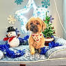 dog, bandana, dog_bed, snowman, christmas_tree, tinsel, holiday_decoration, star_light, plush, festive, indoor, pet, cozy, cute, small_dog, christmas, decor, wall, ornament, seasonal