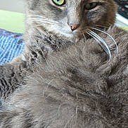 Typhon participe au concours pour gagner de l'argent avec cette photo : animal, cat, closeup, cute, domestic, face, feline, fluffy, fur, gray, green_eyes, indoor, laying, mammal, pet, portrait, relaxed, soft, whisker, whiskers