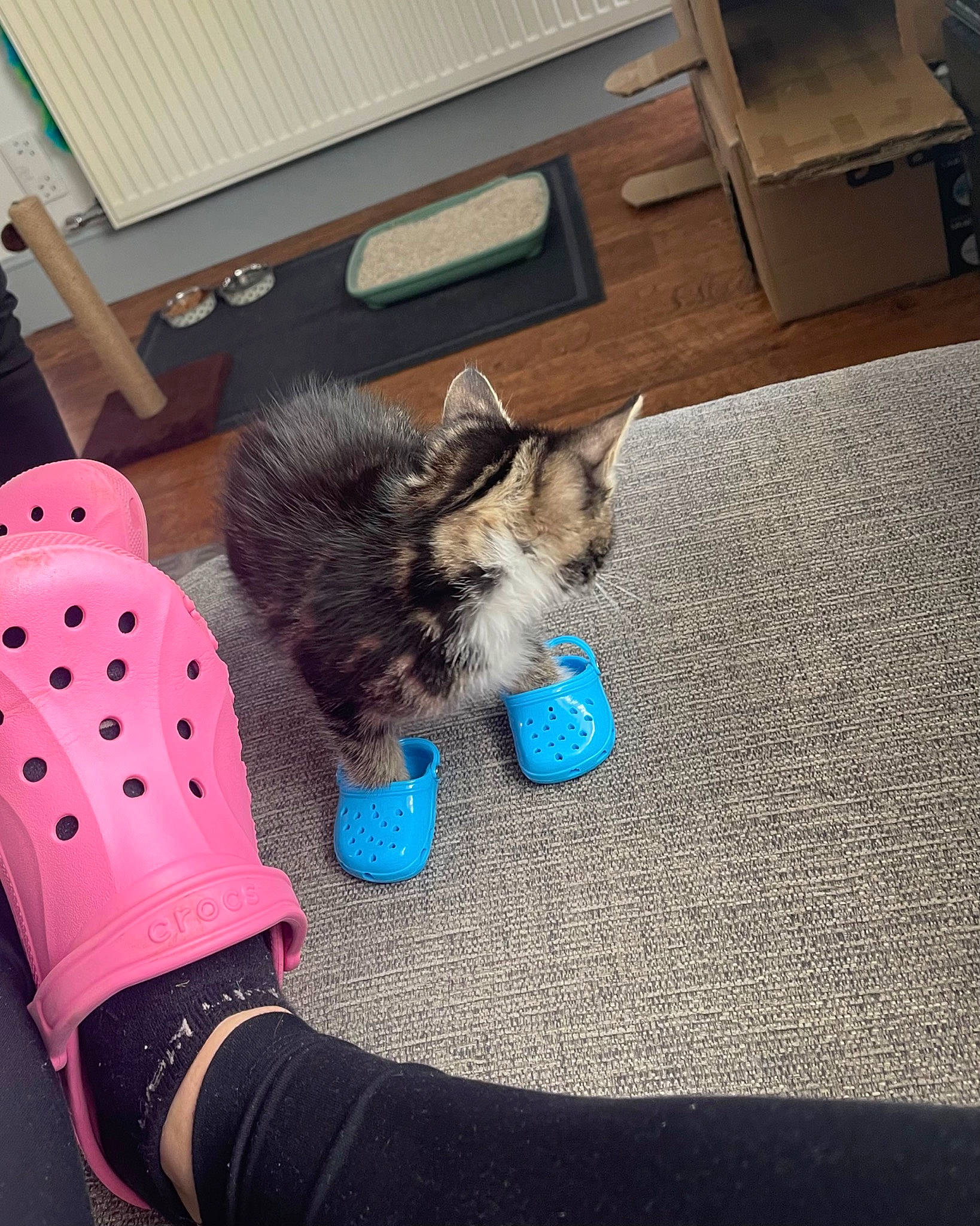 Toast is registered to the contest to win money with this photo: carnivore, cat, comfort, companion_dog, felidae, flooring, foot, glove, hardwood, human_leg, lap, mammal, paw, small_to_medium_sized_cats, sock, tail, thigh, vertebrate, whiskers, wrist