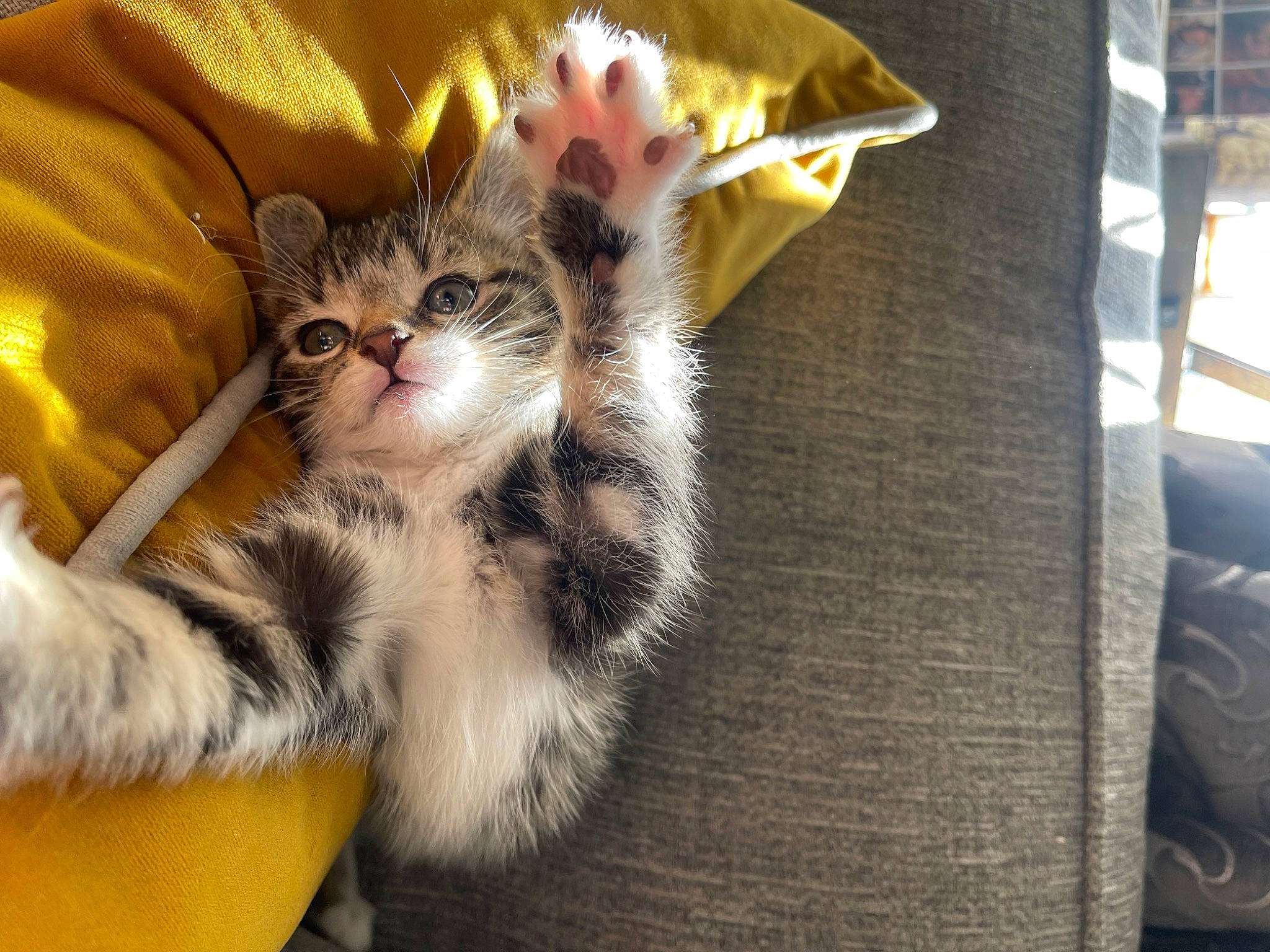 Toast is registered to the contest to win money with this photo: carnivore, cat, claw, comfort, domestic_short_haired_cat, felidae, foot, fur, gesture, lap, paw, sitting, small_to_medium_sized_cats, snout, tail, whiskers