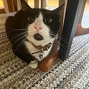 Tupac joined the competition — help win amazing prizes! cat, black_and_white, pet, indoor, carpet, collar, bell, furniture, wooden, close_up, whiskers, curious, floor, animal, mammal, domestic, sitting, face, eyes, nose