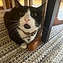 cat, black_and_white, pet, indoor, carpet, collar, bell, furniture, wooden, close_up, whiskers, curious, floor, animal, mammal, domestic, sitting, face, eyes, nose