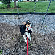 Marshall joined the competition — help win amazing prizes! dog, swing, park, leash, playground, grass, tree, house, outdoor, pet, happy, canine, daytime, residential, fun, animal, tongue_out, ears, black_and_white, red