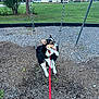 dog, swing, park, leash, playground, grass, tree, house, outdoor, pet, happy, canine, daytime, residential, fun, animal, tongue_out, ears, black_and_white, red