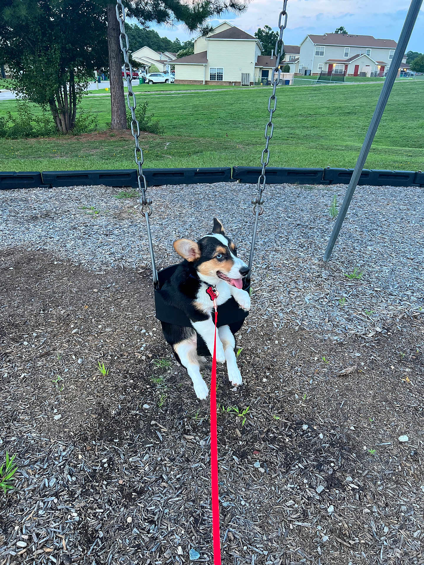 Marshall joined the competition — help win amazing prizes! dog, swing, park, leash, playground, grass, tree, house, outdoor, pet, happy, canine, daytime, residential, fun, animal, tongue_out, ears, black_and_white, red