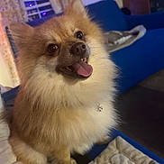 Chewy is registered to the contest to win money with this photo: dog, pomeranian, pet, fluffy, happy, tongue_out, indoor, couch, blanket, fur, animal, companion, cute, smiling, living_room, home, domestic, small_dog, sitting, cozy