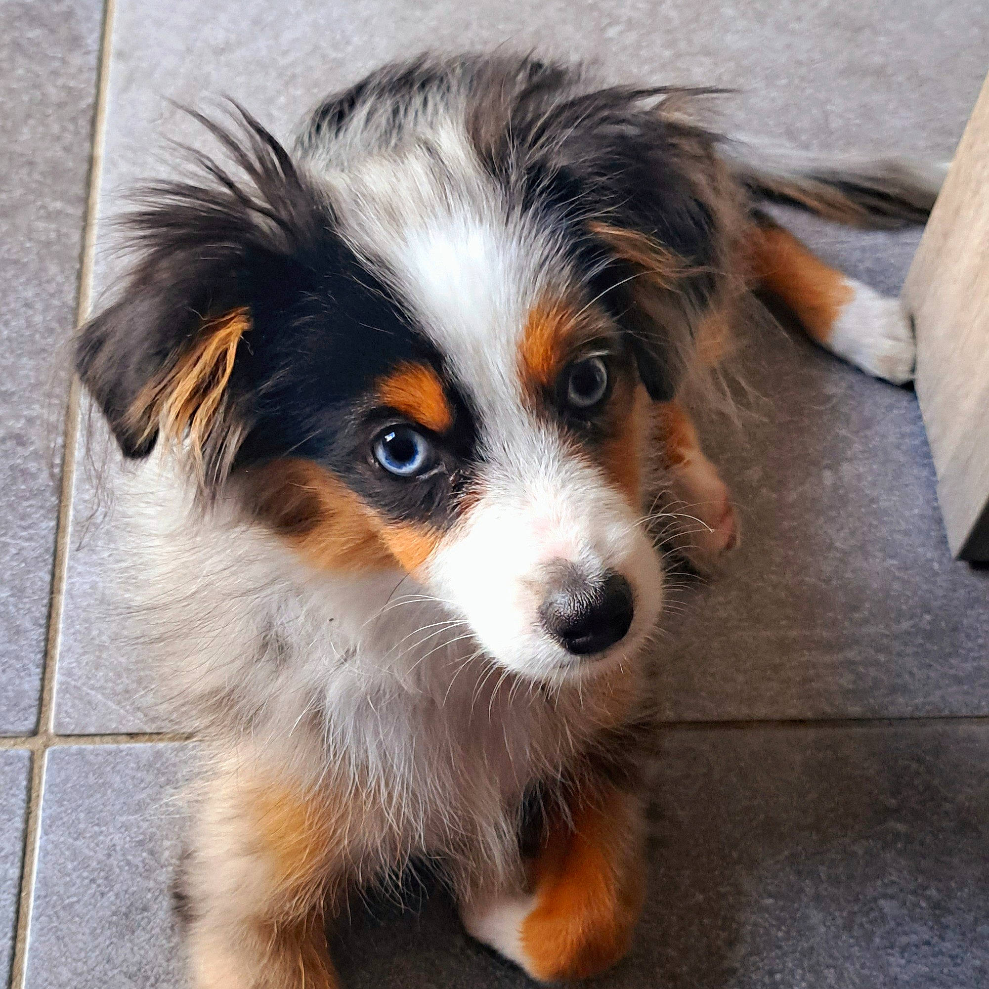 Kyo a rejoint le concours — aidez-le/la à gagner de superbes lots ! australian_collie, australian_shepherd, canidae, carnivore, companion_dog, dog, dog_breed, fur, herding_dog, miniature_australian_shepherd, sporting_group, toy_dog, whiskers, working_dog
