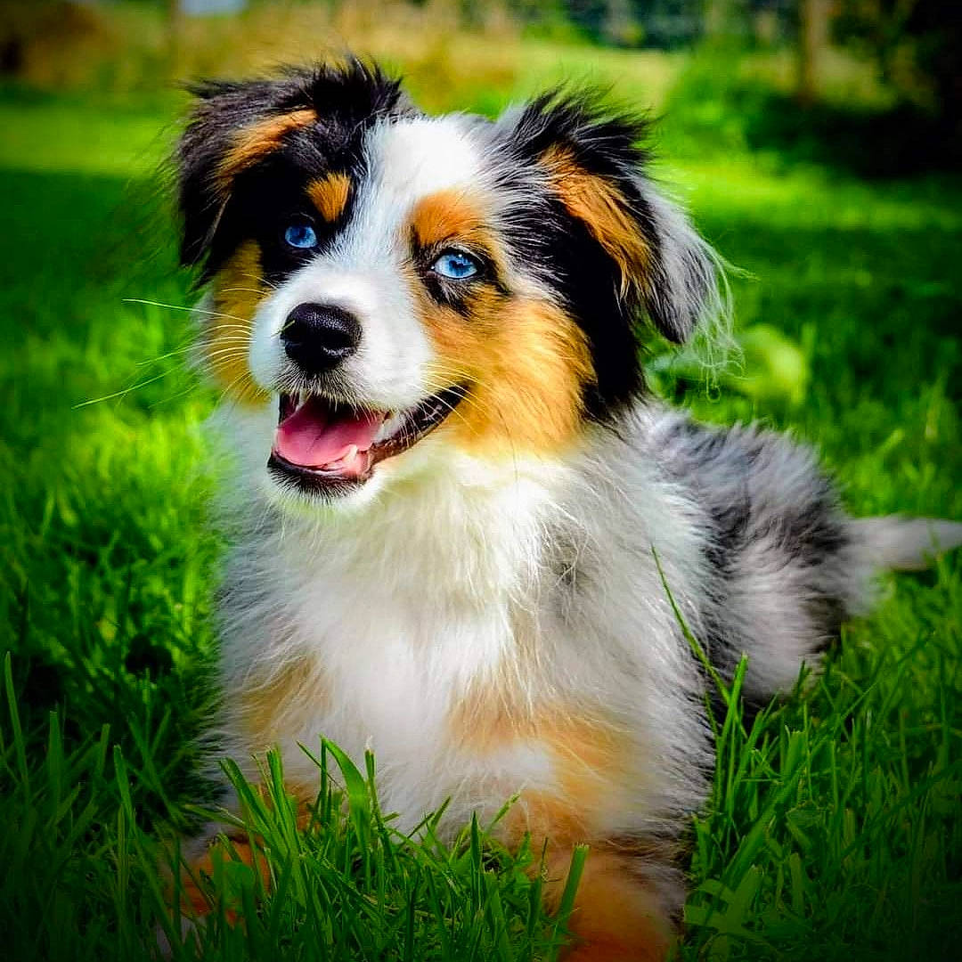Kyo participe au concours pour gagner de l'argent avec cette photo : art, australian_shepherd, carnivore, companion_dog, dog, dog_breed, grass, herding_dog, natural_landscape, plant, snout, sporting_group, terrestrial_animal, tree, whiskers, working_dog