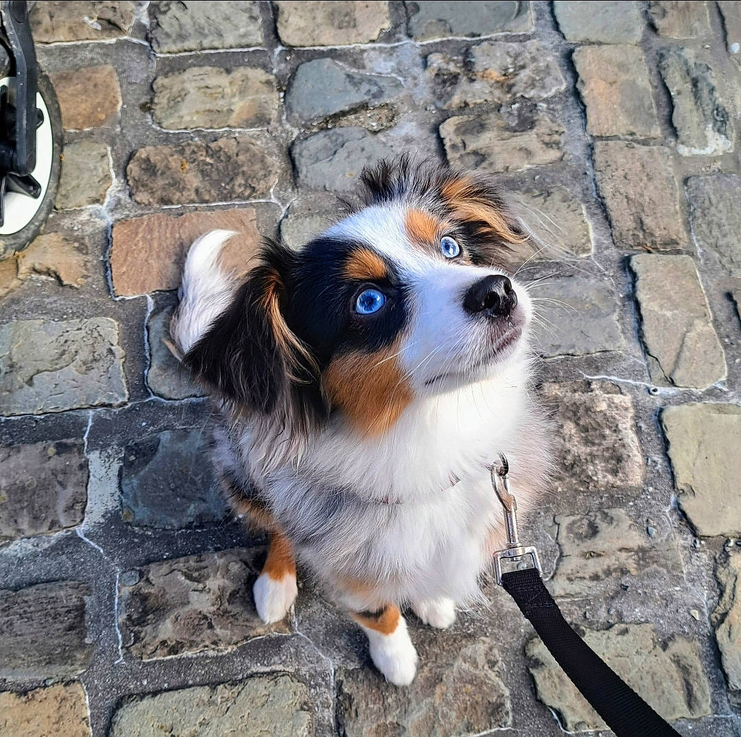 Kyo participe au concours pour gagner de l'argent avec cette photo : carnivore, cobblestone, companion_dog, dog, dog_breed, fur, snout, sporting_group, terrestrial_animal, toy_dog, whiskers, working_dog