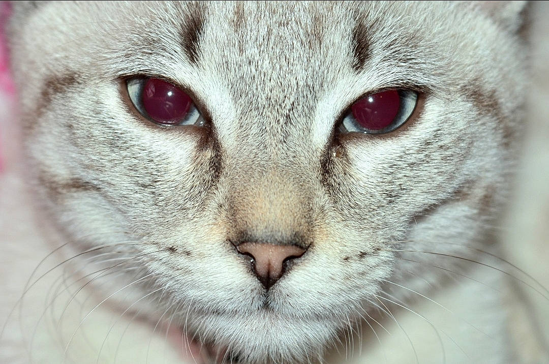 Bella a rejoint le concours — aidez-le/la à gagner de superbes lots ! carnivore, cat, close_up, curious, domestic_short_haired_cat, felidae, fur, no_expression, small_to_medium_sized_cats, snout, terrestrial_animal, whiskers