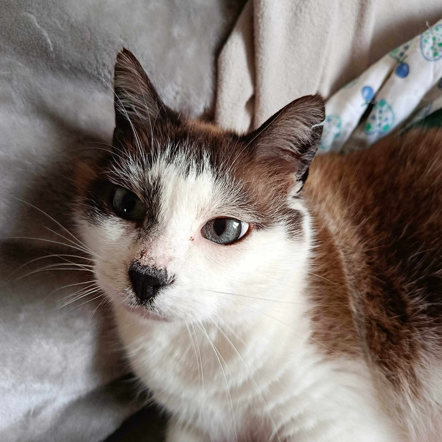Snowbel participe au concours pour gagner de l'argent avec cette photo : cat, closeup, pet, animal, feline, blue_eyes, whiskers, fur, brown_and_white, resting, blanket, indoor, cozy, soft_texture, cute, portrait, laying_down, calm, domestic_animal, comfort