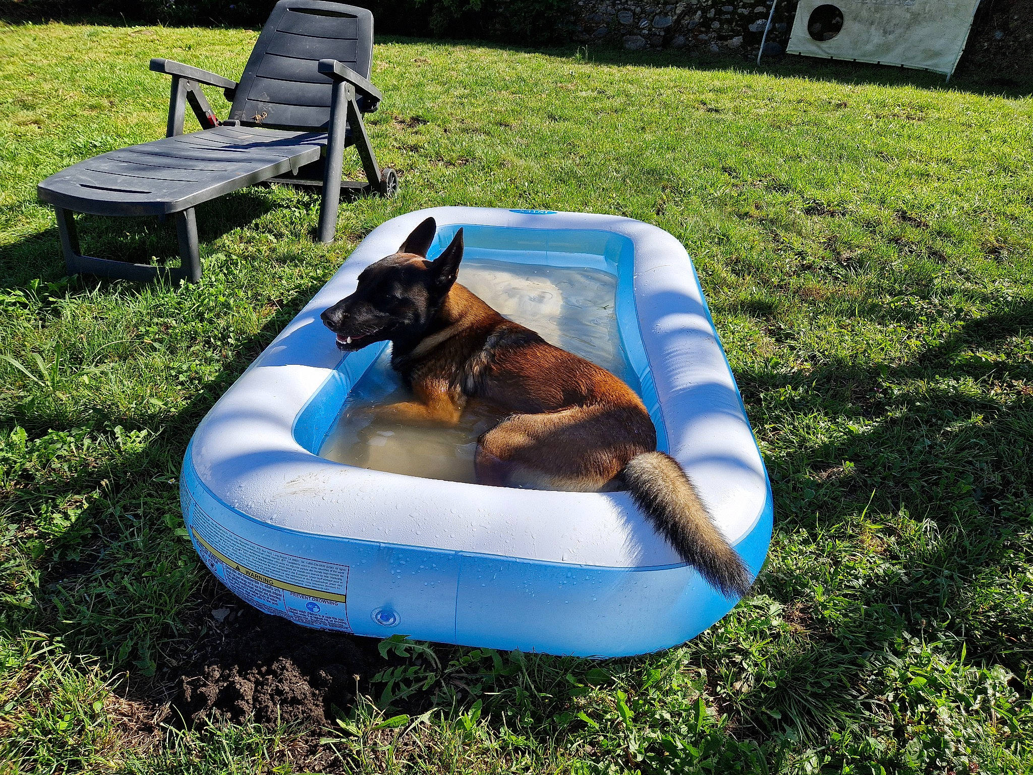 Syrus participe au concours pour gagner de l'argent avec cette photo : canidae, carnivore, chair, comfort, companion_dog, dog, dog_breed, fun, garden, grass, groundcover, landscape, lawn, leisure, outdoor_bench, outdoor_furniture, plant, recreation, sporting_group, toy