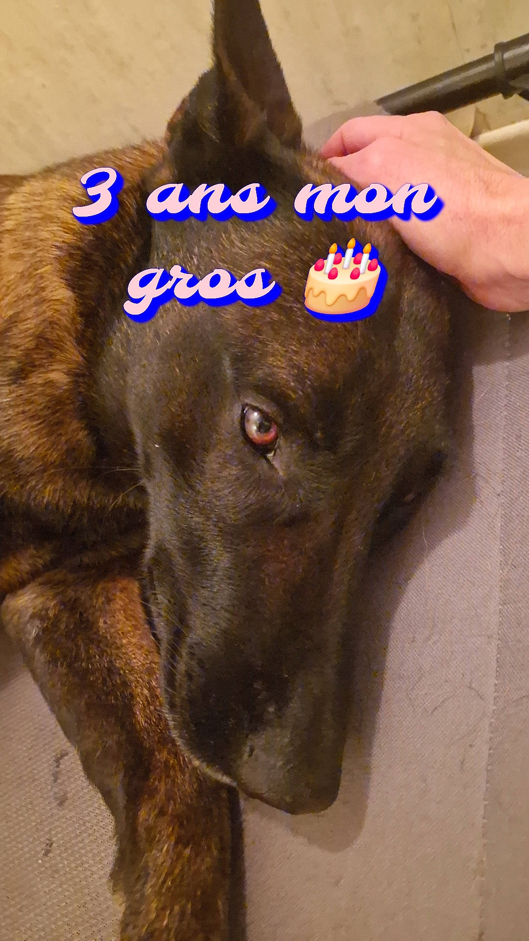 Syrus a rejoint le concours — aidez-le/la à gagner de superbes lots ! canidae, carnivore, collar, companion_dog, dog, dog_breed, dog_collar, ear, electric_blue, fashion_accessory, fawn, fur, gesture, liver, pet_supply, snout, sporting_group, whiskers, working_animal, wrist