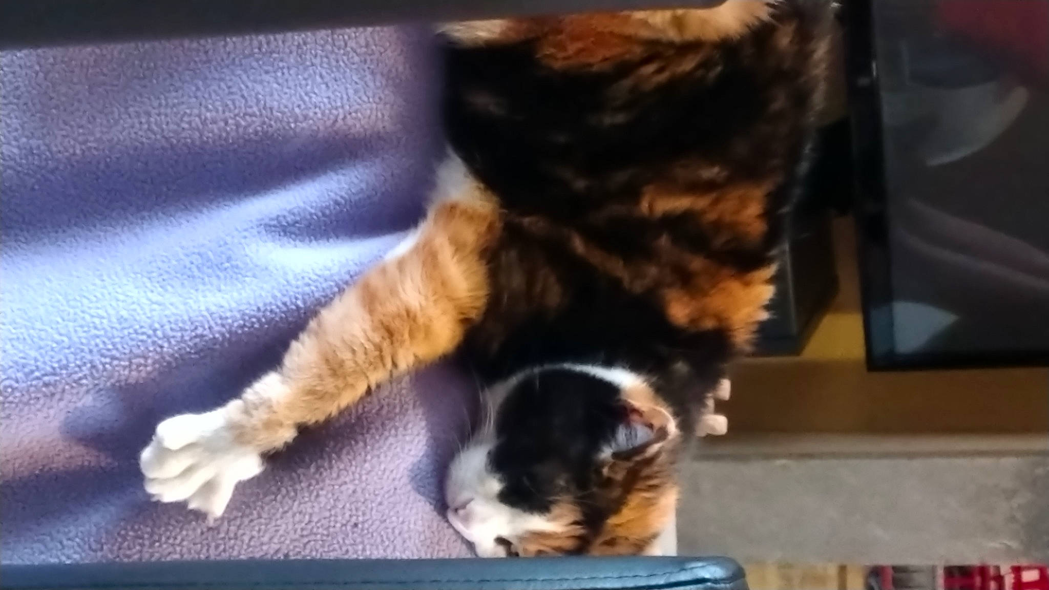 Minette a rejoint le concours — aidez-le/la à gagner de superbes lots ! brown, carnivore, cat, claw, comfort, companion_dog, dog_breed, domestic_short_haired_cat, fawn, felidae, flooring, fur, paw, small_to_medium_sized_cats, snout, sporting_group, tail, terrestrial_animal, whiskers, wood