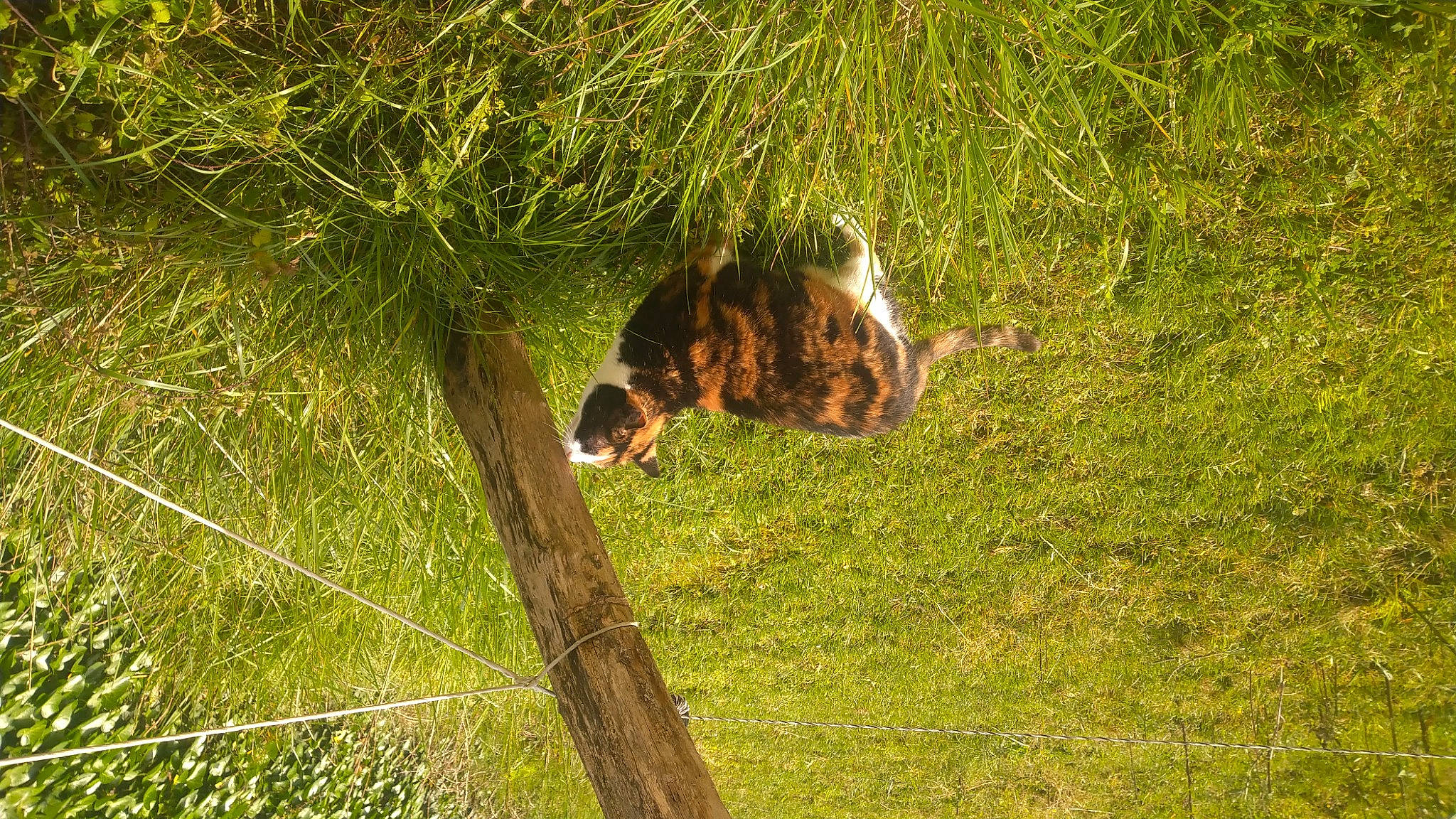 Minette a rejoint le concours — aidez-le/la à gagner de superbes lots ! carnivore, fawn, grass, grassland, groundcover, landscape, natural_landscape, pasture, people_in_nature, plant, prairie, shrub, soil, sporting_group, terrestrial_animal, terrestrial_plant, tree, trunk, wildlife, wood