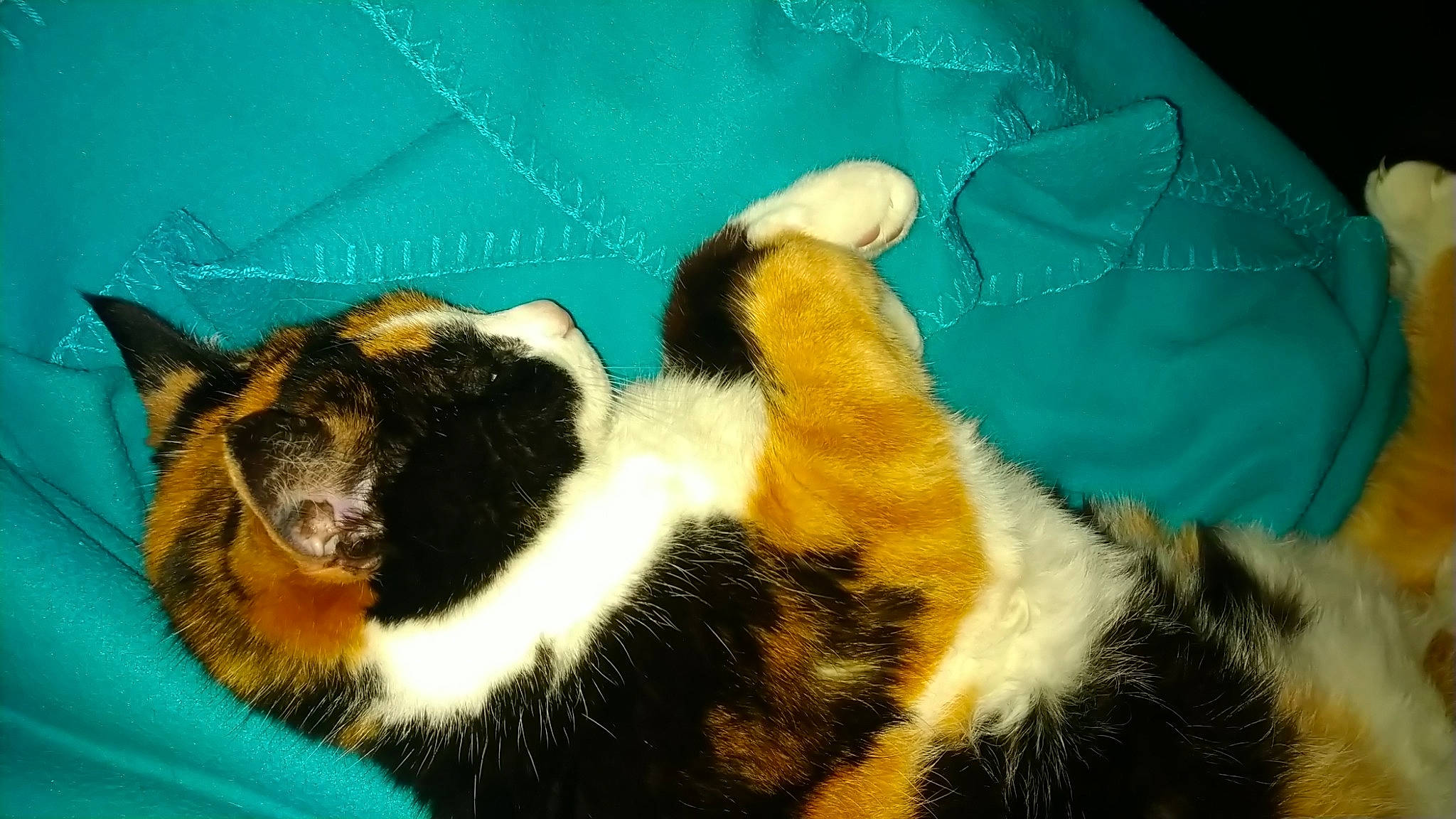 Minette a rejoint le concours — aidez-le/la à gagner de superbes lots ! canidae, carnivore, cat, claw, comfort, dog_breed, domestic_short_haired_cat, fawn, felidae, fur, paw, puppy, small_to_medium_sized_cats, snout, tail, terrestrial_animal, whiskers, wildlife, wool