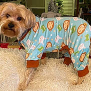 Max joined the competition — help win amazing prizes! dog, pajamas, animal, pet, indoor, cute, small_dog, clothing, blue_pajamas, pattern, animal_print, fur, fluffy, living_room, cozy, curious, standing, four_legs, domestic_animal, cute_pet