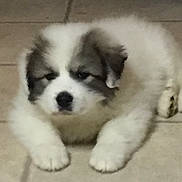 Glacier is registered to the contest to win money with this photo: puppy, dog, tile_floor, white_fur, gray_fur, pet, animal, laying_down, indoor, cute, fluffy, young, canine, small, fur, mammal, resting, companion, domestic, blurred
