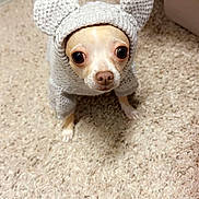 Ali is registered to the contest to win money with this photo: dog, small_dog, chihuahua, knitted_sweater, costume, indoors, carpet, cute, pet, animal, eyebig, looking_up, cozy, warm_clothing, ears, fur, mammal, companion, domestic_animal, portrait