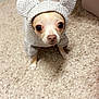 dog, small_dog, chihuahua, knitted_sweater, costume, indoors, carpet, cute, pet, animal, eyebig, looking_up, cozy, warm_clothing, ears, fur, mammal, companion, domestic_animal, portrait