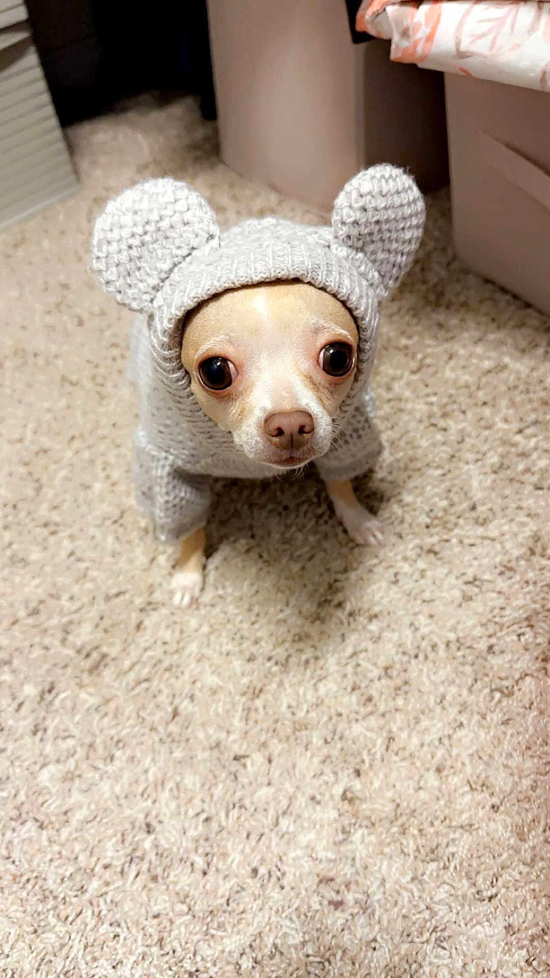 Ali is registered to the contest to win money with this photo: dog, small_dog, chihuahua, knitted_sweater, costume, indoors, carpet, cute, pet, animal, eyebig, looking_up, cozy, warm_clothing, ears, fur, mammal, companion, domestic_animal, portrait