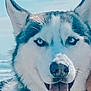 Hudson is registered to the contest to win money with this photo: dog, husky, animal, pet, close_up, outdoor, tongue_out, blue_eyes, fur, canine, happy, portrait, nature, water, sky, muzzle, ears, face, cute, friendly