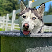 Hudson joined the competition — help win amazing prizes! dog, husky, blue_eyes, tongue_out, metal_tub, outdoor, fence, greenery, sunny, pet, animal, playful, portrait, canine, muzzle, ears, tongue, face, summer, nature