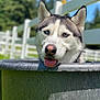 dog, husky, blue_eyes, tongue_out, metal_tub, outdoor, fence, greenery, sunny, pet, animal, playful, portrait, canine, muzzle, ears, tongue, face, summer, nature