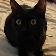 Mya participe au concours pour gagner de l'argent avec cette photo : animal, bed, bedroom, black_cat, cat, close_up, curious, cute, domestic_animal, ears, eyes, feline, fur, indoor, looking, mammal, pet, resting, soft, whiskers