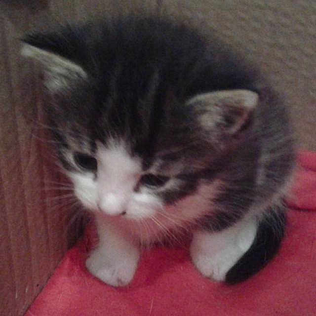 Stampy is registered to the contest to win money with this photo: