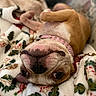 Violet joined the competition — help win amazing prizes! dog, pet, upside_down, collar, pink_collar, blanket, holiday_theme, cozy, cute, animal, lying_down, face, fur, ears, nose, tongue, indoor, relaxed, close_up, sleepy