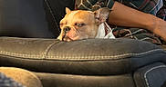 Violet is registered to the contest to win money with this photo: armrest, brown_dog, canine, casual_clothing, closeup, comfort, companion, cozy, dog, furniture, home, indoor, leather_couch, person, pet, plaid_shirt, relaxing, resting, seated, sleepy