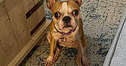 Violet is registered to the contest to win money with this photo: dog, small_dog, brown_dog, indoor, carpet, rug, furniture, wooden_chest, pet, collar, dog_tag, ears_up, sitting, looking_up, animal, cute, companion, home_interior, floor, curious