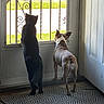 Violet joined the competition — help win amazing prizes! cat, dog, screen_door, indoor, standing, curious, pet, companion, sunlight, metalwork, window, floor, rug, collar, animal, domestic, home, looking_out, shadow, curiosity