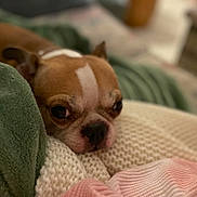 Violet joined the competition — help win amazing prizes! dog, pet, blanket, cozy, sleepy, cute, brown, white, knit, texture, indoor, resting, soft, closeup, snuggle, comfort, fur, small_dog, relaxation, warm