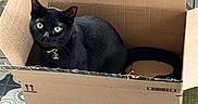 Jam The Cat is registered to the contest to win money with this photo: black_cat, cat, cardboard_box, indoor, floor_tile, patterned_floor, green_eyes, curious, pet, feline, domestic_animal, sitting, box, collar, bell, chair, rug, home, looking_up, fur