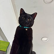Jam The Cat is registered to the contest to win money with this photo: black_cat, cat, pet, animal, collar, bell, indoor, ceiling, curious, looking_down, whiskers, ears, feline, cute, playful, domestic_cat, close_up, portrait, household, teal_collar