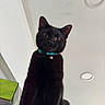 black_cat, cat, pet, animal, collar, bell, indoor, ceiling, curious, looking_down, whiskers, ears, feline, cute, playful, domestic_cat, close_up, portrait, household, teal_collar