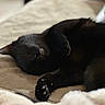 cat, black_cat, pet, animal, indoor, feline, resting, sleepy, couch, furniture, soft, paw, whiskers, relaxed, closeup, cozy, home, comfort, domestic, mammal