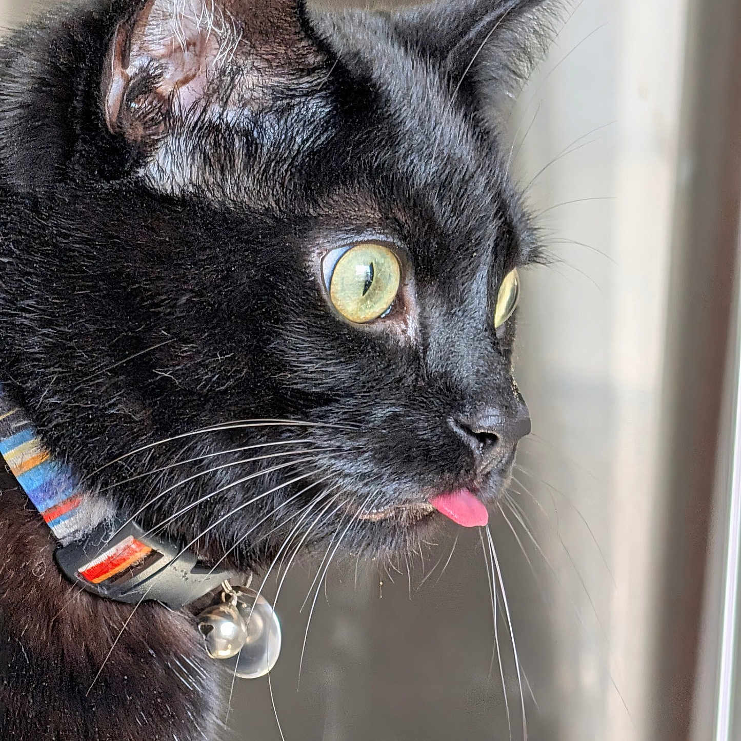 Jam The Cat