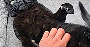 Jam The Cat joined the competition — help win amazing prizes! animal, black_cat, cat, claws, closeup, cozy, eyes, feline, fur, hand, indoor, interaction, paw, person, pet_bed, playful, resting, surprise, tickle, watch