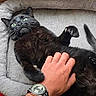 black_cat, cat, pet_bed, hand, watch, claws, fur, eyes, tickle, playful, cozy, indoor, animal, paw, resting, feline, person, closeup, interaction, surprise